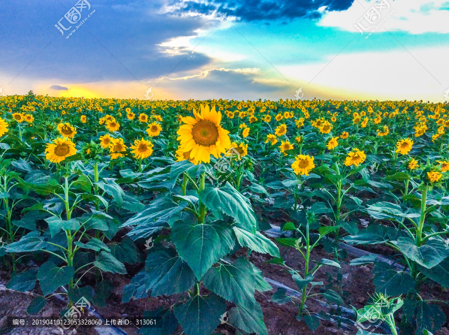 太阳花