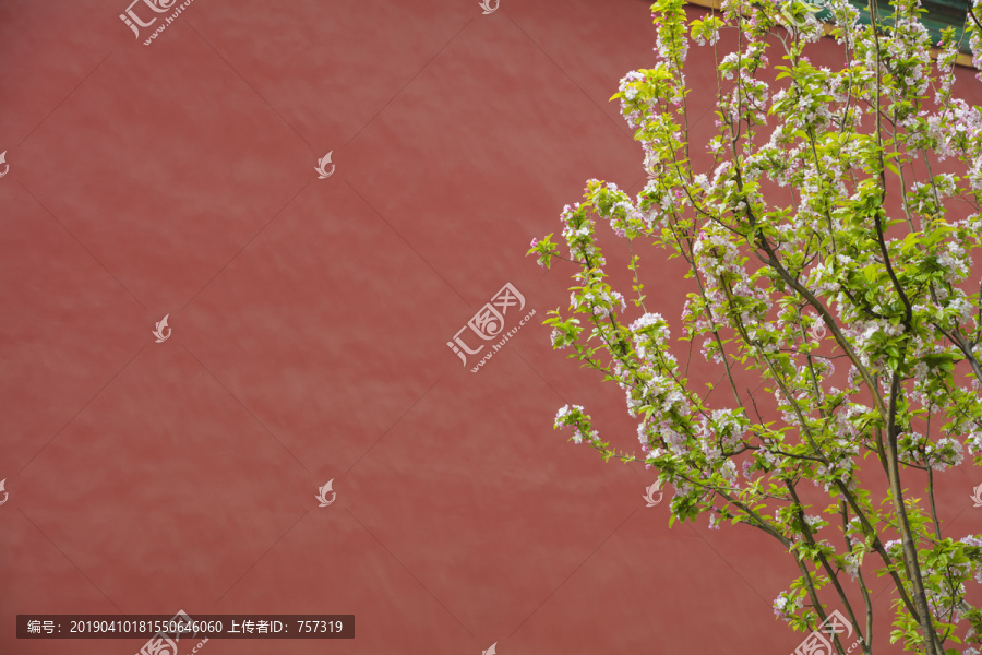 北京故宫红墙海棠花