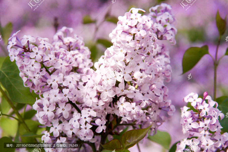 紫色花卉丁香花特写摄影图片