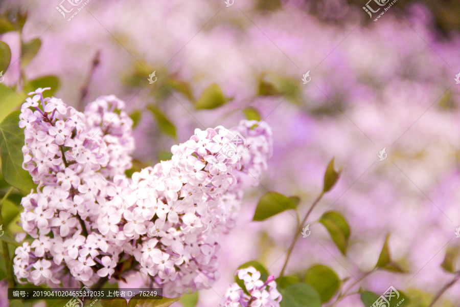 紫色花卉丁香花特写摄影图片