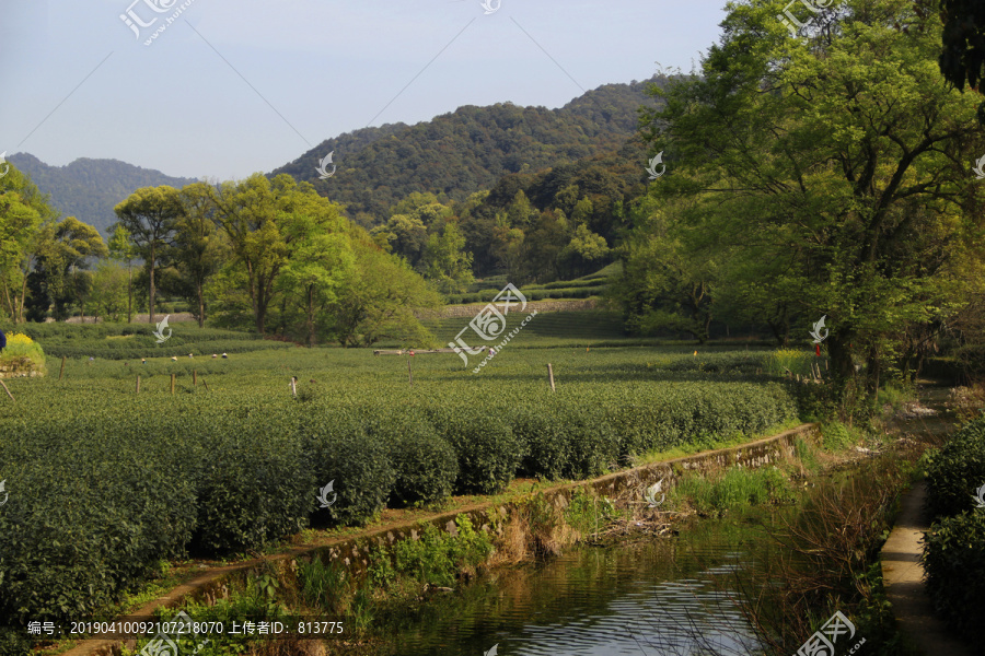 茶园风光