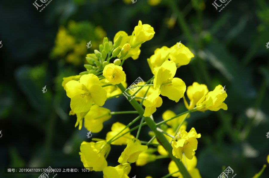 油菜開花