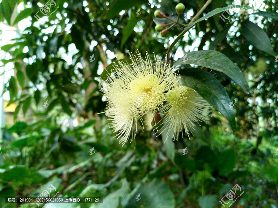 蒲桃花