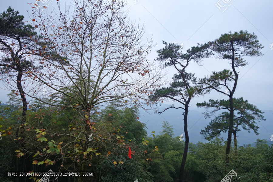 莫干山森林风光