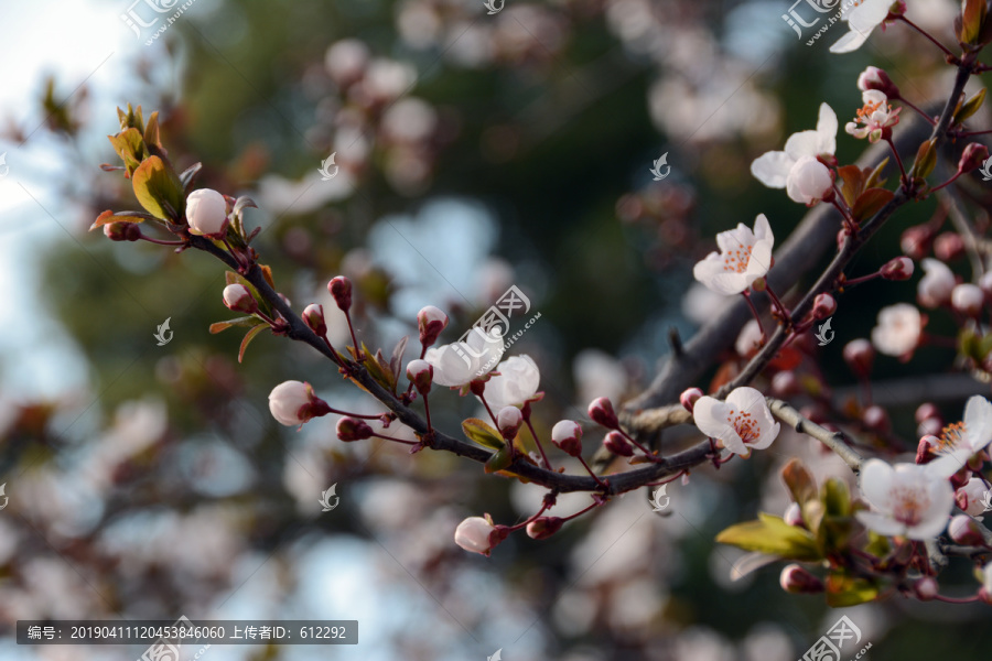 春暖花开