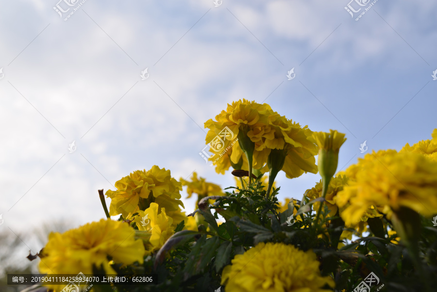 菊花天空