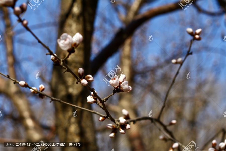 桃花