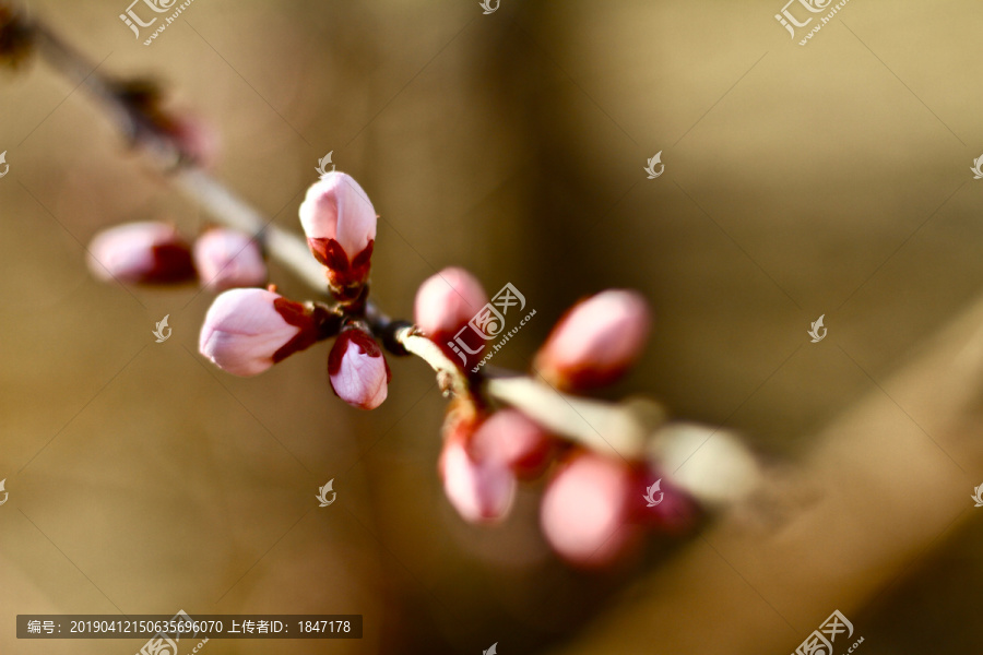 山桃花