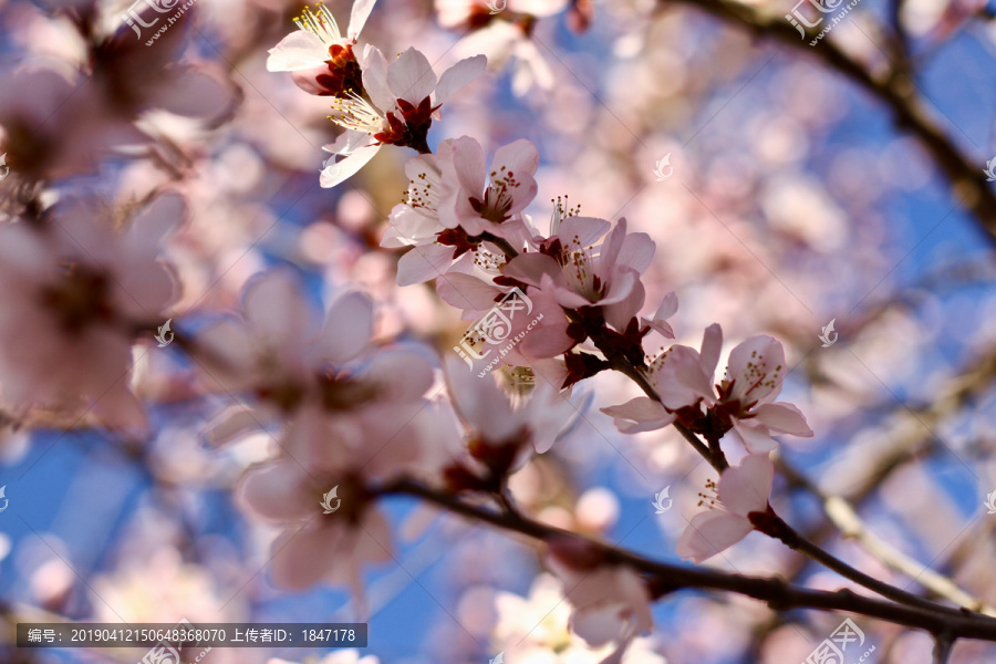 山桃花