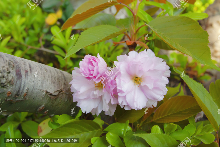 樱花