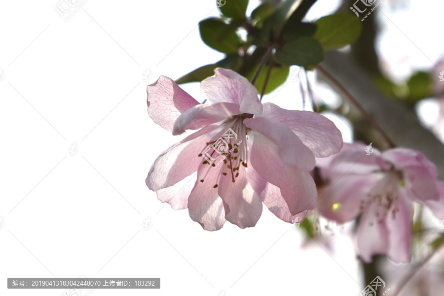 粉色的花朵