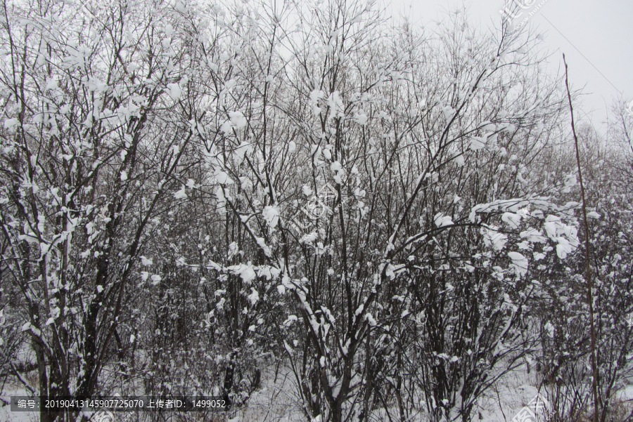 大雪