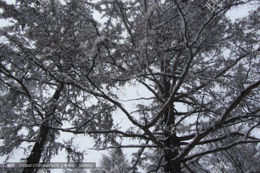 雪挂