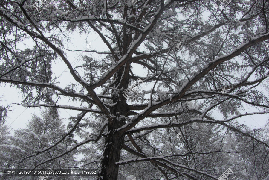 雪挂