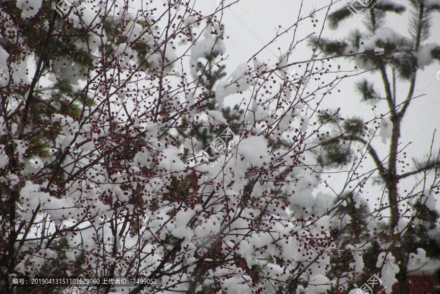 雪挂