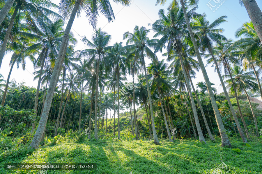 海南夏天的椰子树林