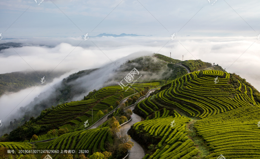 长龙茶山