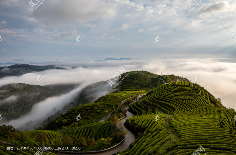 长龙茶山