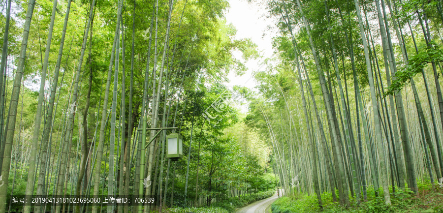 竹林小路