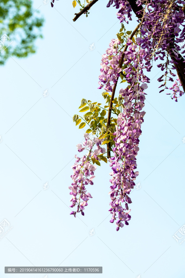 紫藤花