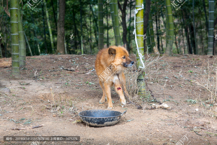 田园犬