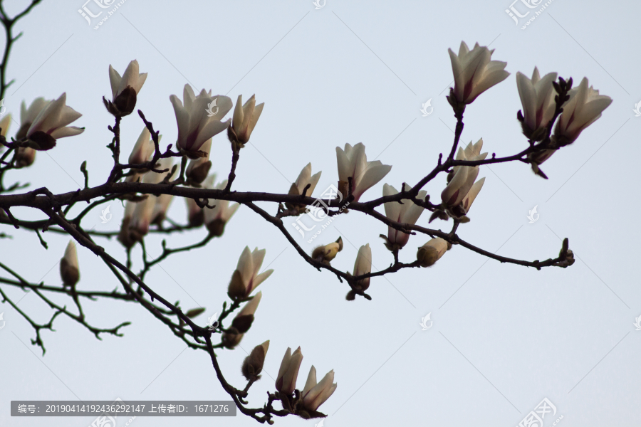 玉兰花