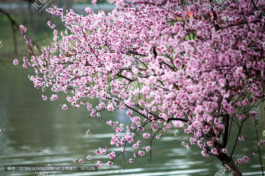 梅花