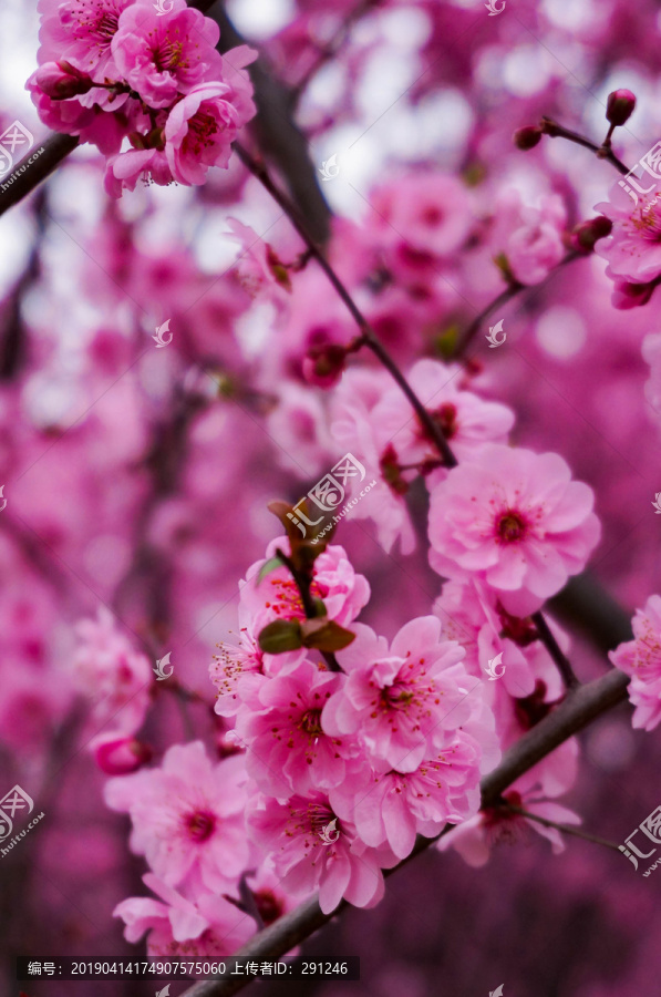 桃花樱花