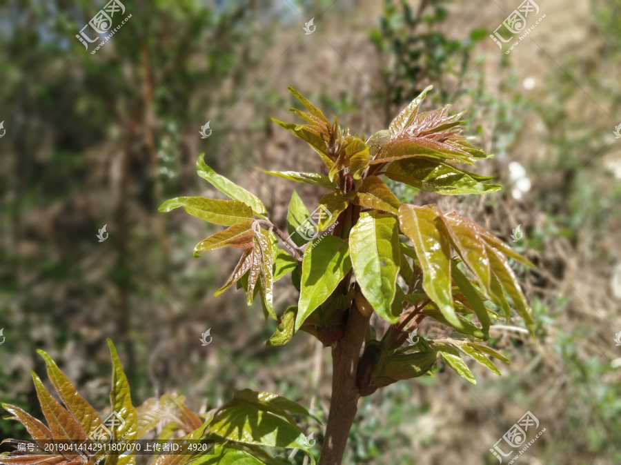 香椿芽