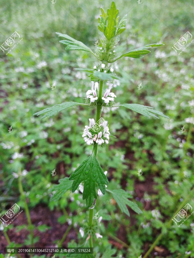 夏至草