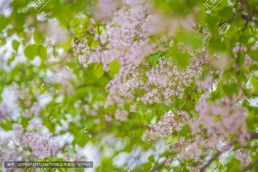 丁香花