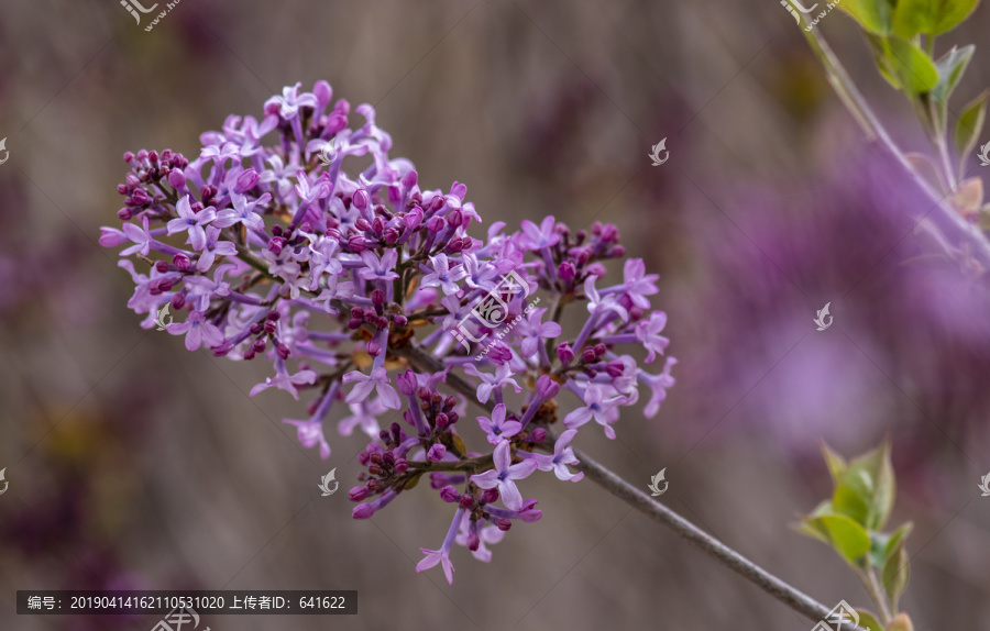 丁香花