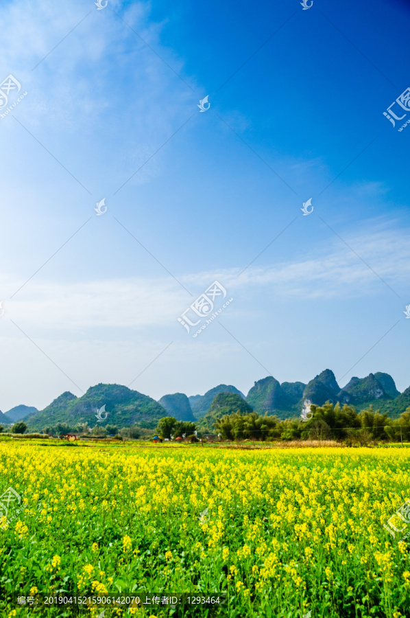 油菜花田园风光