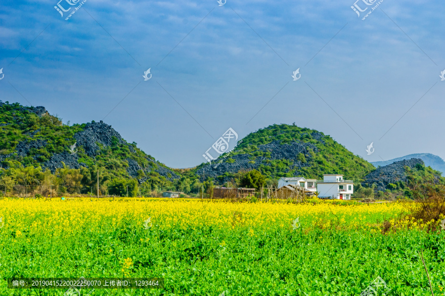 油菜花田园风光