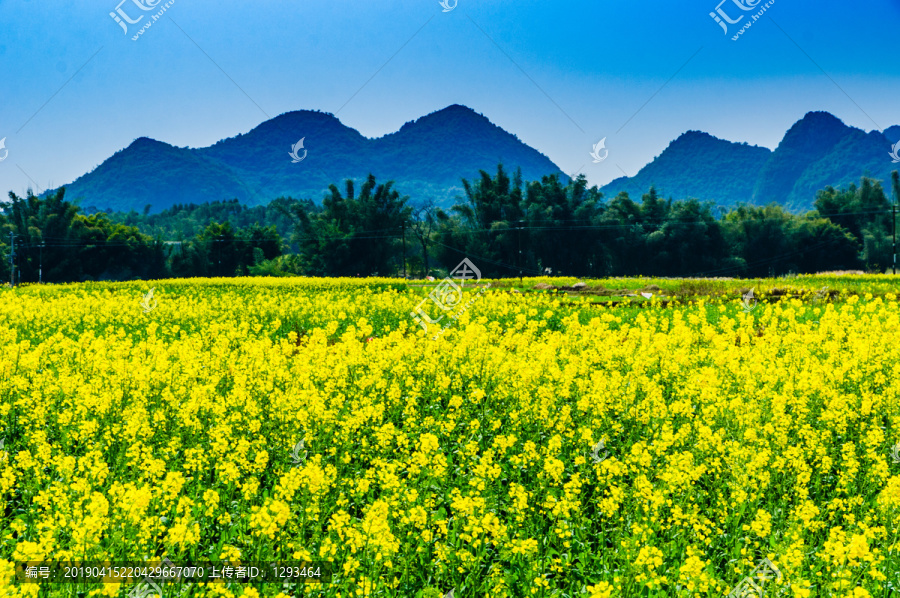 油菜花田园风光