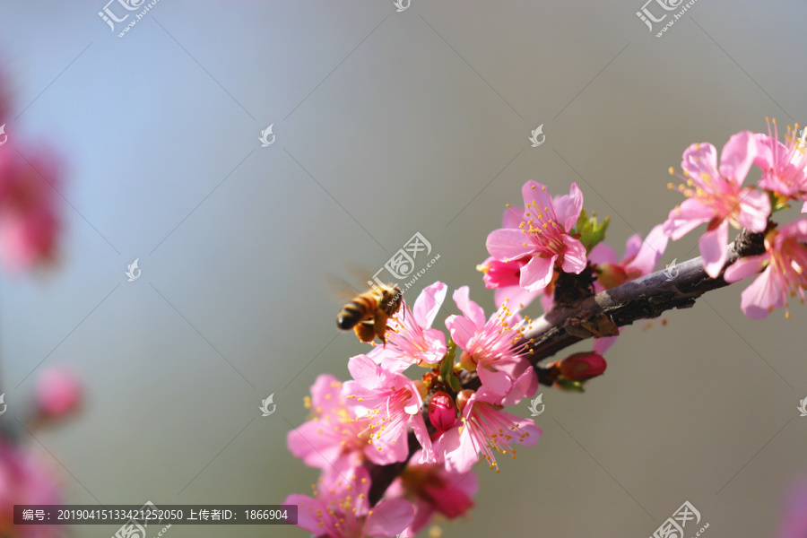 飞舞悬停的蜜蜂