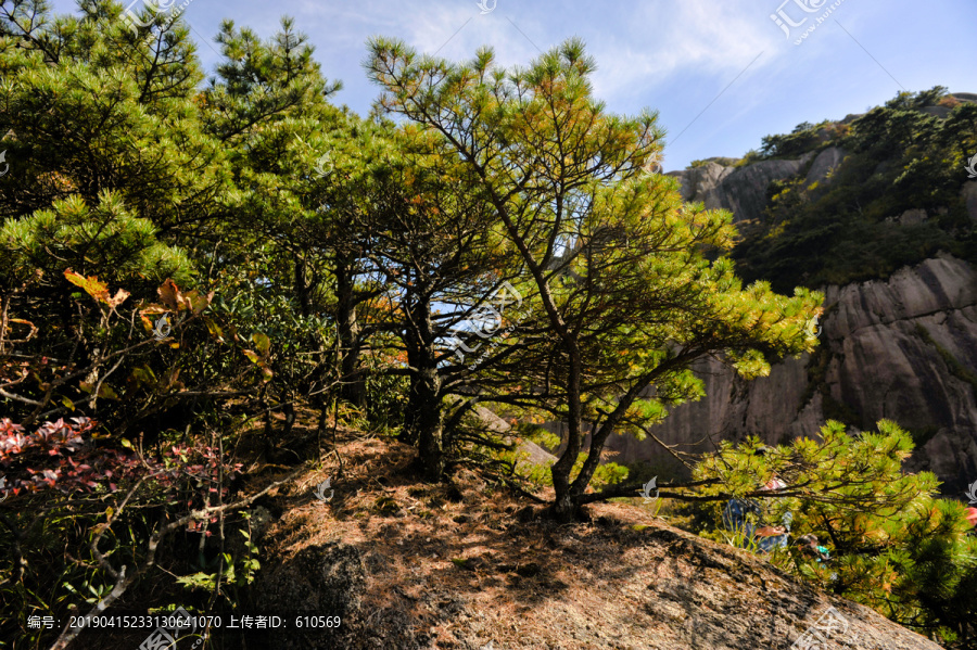 松树