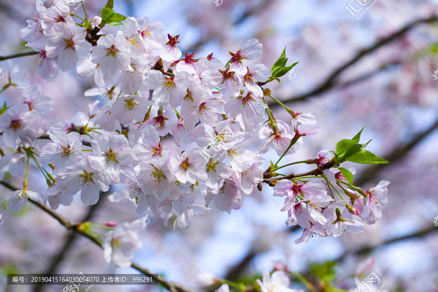 樱花