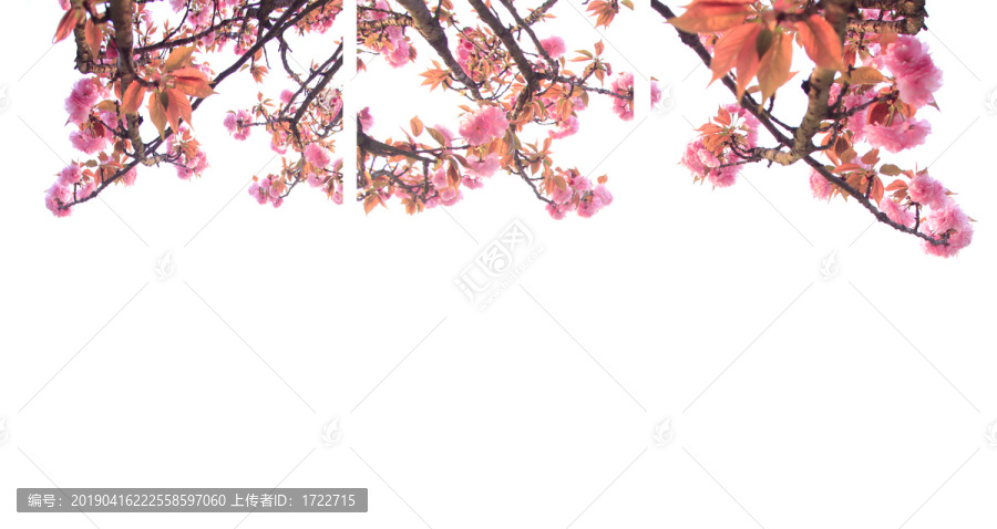 櫻花壁紙