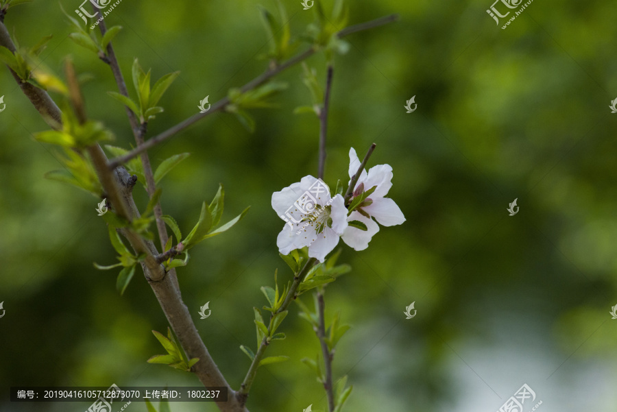 桃花盛开