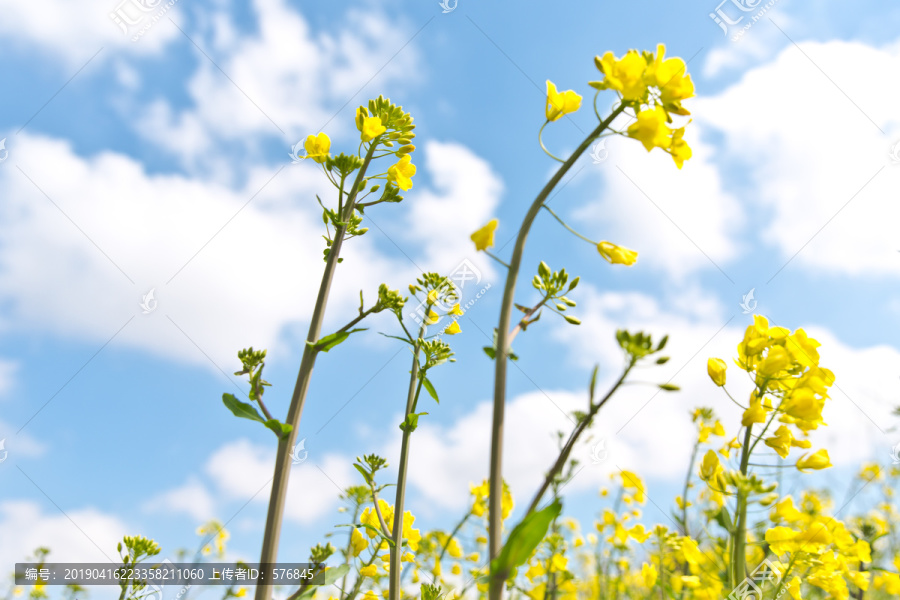 油菜花