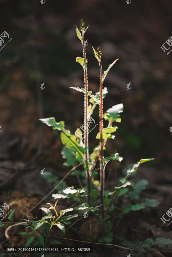 路边野花