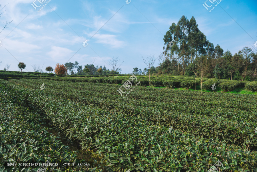 名山茶园风光