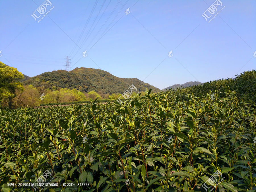 茶山风景图