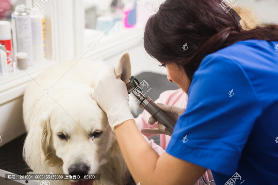 兽医检查拉布拉多猎犬的耳朵