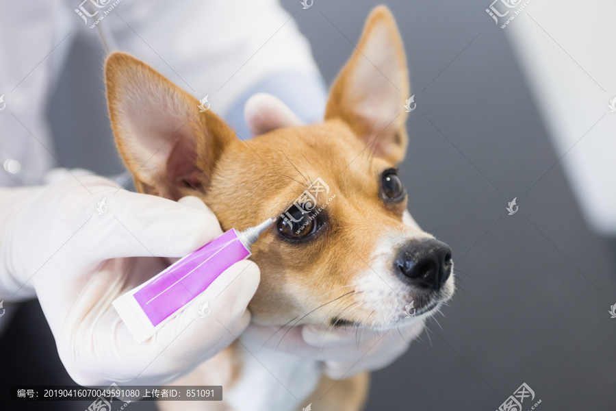 兽医在狗眼上滴眼药水