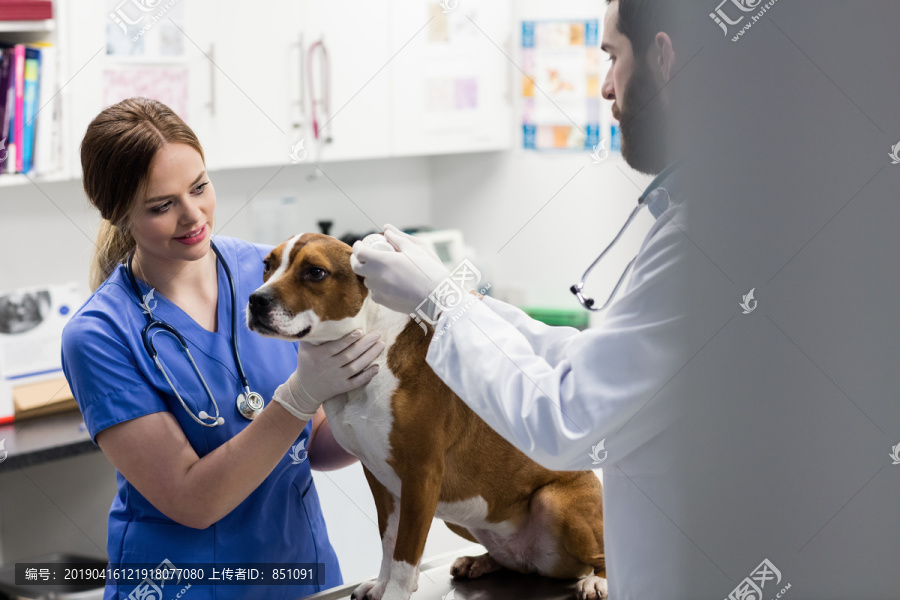 兽医检查犬