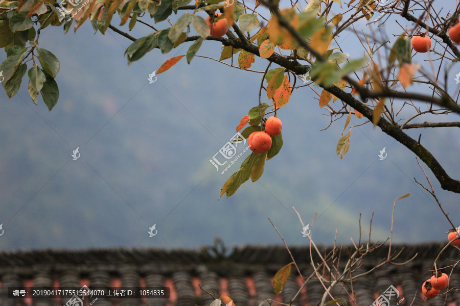 屋顶柿子树