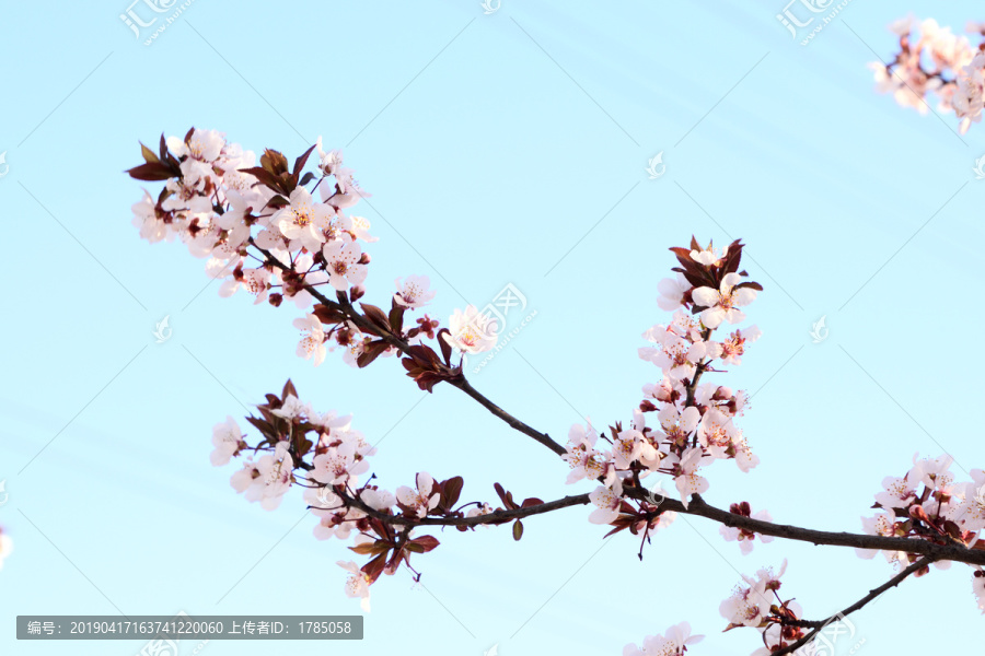 樱花花枝