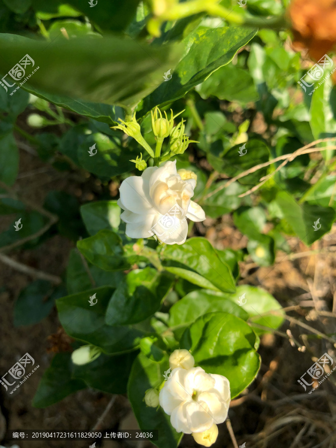 广西南宁横县茉莉花